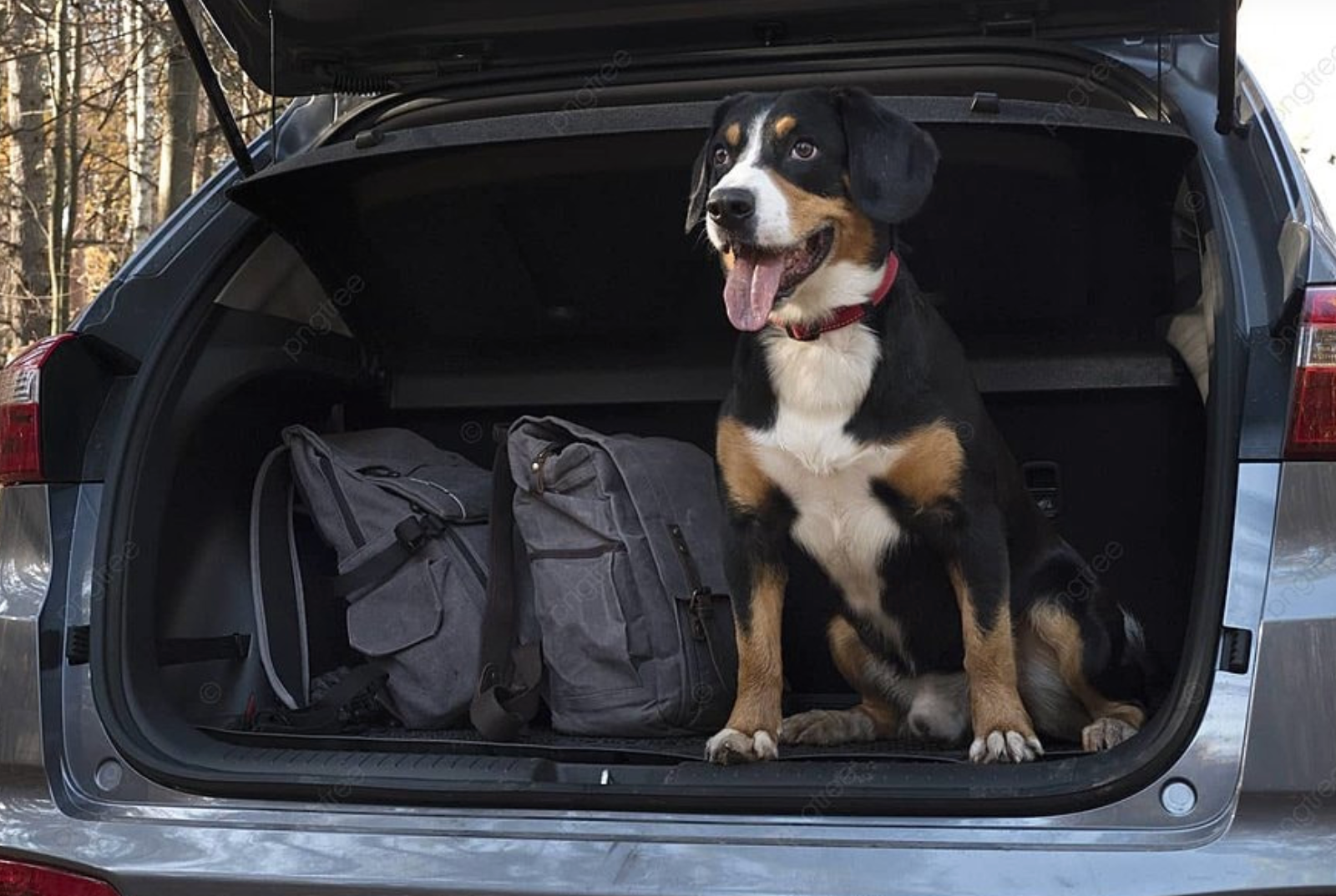 Ready for adventure. This setup showcases the essential, high-demand travel gear (car, packs) that active pet owners search for, sourced from trusted FV-02B suppliers.
